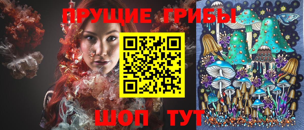 Псилоцибиновые грибы Psilocybe Кисловодск
